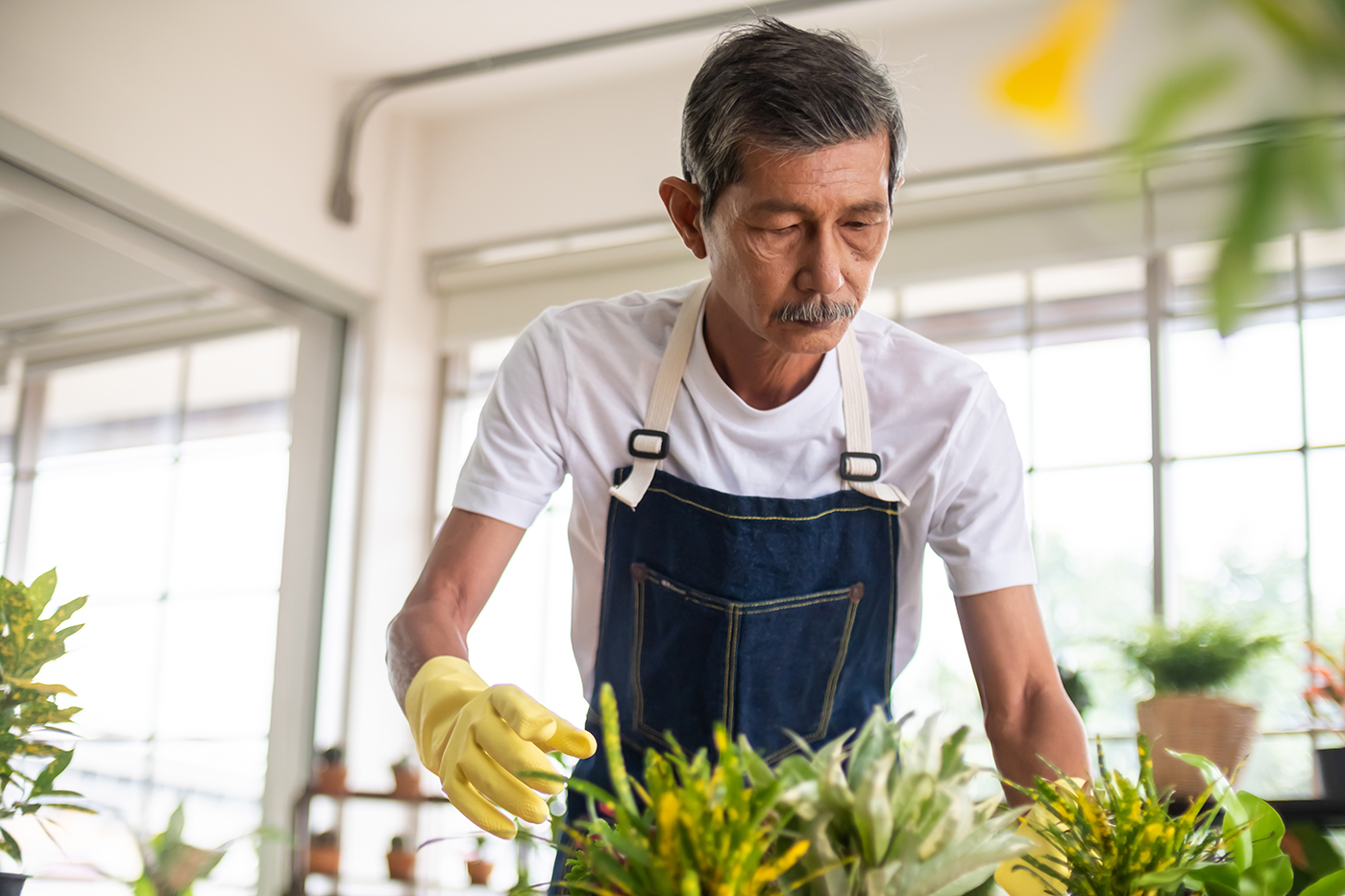 Older man works in a greenhouse wearing an apron and tending plants